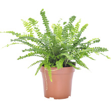 Planten set kamerplanten "woongezondheid" potmaat Ø 12 cm H 20-40 cm 4-pack-thumb-3