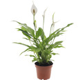 Planten set kamerplanten "woongezondheid" potmaat Ø 12 cm H 20-40 cm 4-pack