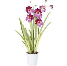 FLORASELF Orchidee Miltonia 'Newton Falls' potmaat Ø 12 cm H 40-50 cm-thumb-1