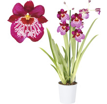 FLORASELF Orchidee Miltonia 'Newton Falls' potmaat Ø 12 cm H 40-50 cm-thumb-0