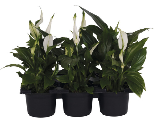 Mini planten set Lepelplant Spathiphyllum 'Pearl' potmaat Ø 7 cm H 10-15 cm 6-pack