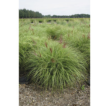 FLORASELF Prachtriet Miscanthus sinensis 'Red Chief' H 20-80 cm-thumb-0