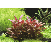 DENNERLE Waterplant - Alternanthera Reineckii Mini-thumb-2