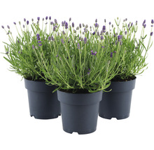 FLORASELF Lavendel Lavandula angustifolia 'Felice' potmaat Ø 15 cm H 20-25 cm-thumb-0