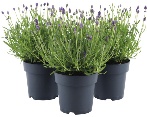 FLORASELF Lavendel Lavandula angustifolia 'Felice' potmaat Ø 15 cm H 20-25 cm-0