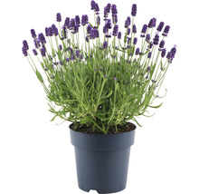 FLORASELF Lavendel Lavandula angustifolia 'Felice' potmaat Ø 15 cm H 20-25 cm-thumb-2