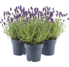 FLORASELF Lavendel Lavandula angustifolia 'Felice' potmaat Ø 15 cm H 20-25 cm-thumb-1