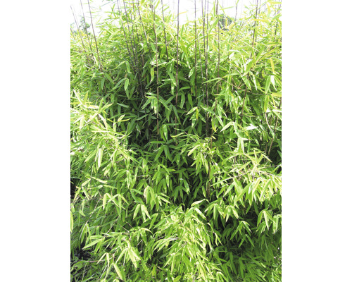 Bamboe Fargesia hybride 'Winter Joy' H 40-50 cm