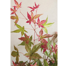 Japanse Esdoorn Acer palmatum 'Beni Maiko' H 30-40 cm-thumb-3