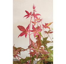 Japanse Esdoorn Acer palmatum 'Beni Maiko' H 30-40 cm-thumb-4