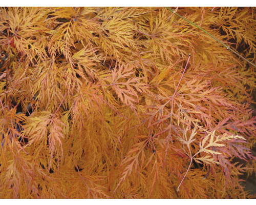 Japanse Esdoorn Acer palmatum 'Emerald lace' H 50-60 cm