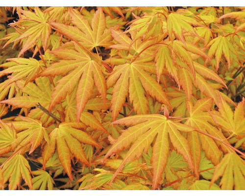 Japanse Esdoorn Acer palmatum 'Orange Dream' H 50-60 cm