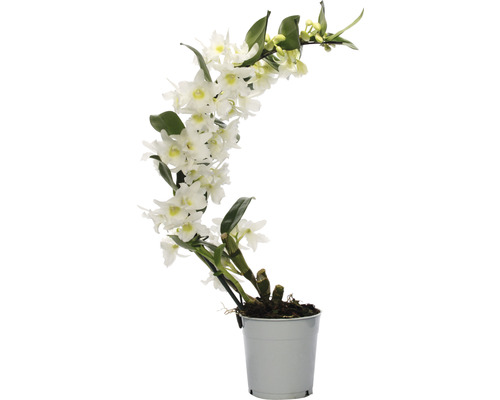 FLORASELF Orchidee Dendrobium Nobile Boomerang potmaat Ø 11 cm H 50-60 cm