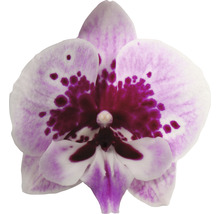 FLORASELF Orchidee Phalaenopsis Alladin 2 Tak potmaat Ø 12 cm H 50-60 cm-thumb-1