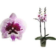 FLORASELF Orchidee Phalaenopsis Alladin 2 Tak potmaat Ø 12 cm H 50-60 cm-thumb-2