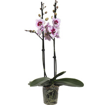 FLORASELF Orchidee Phalaenopsis Alladin 2 Tak potmaat Ø 12 cm H 50-60 cm-thumb-0