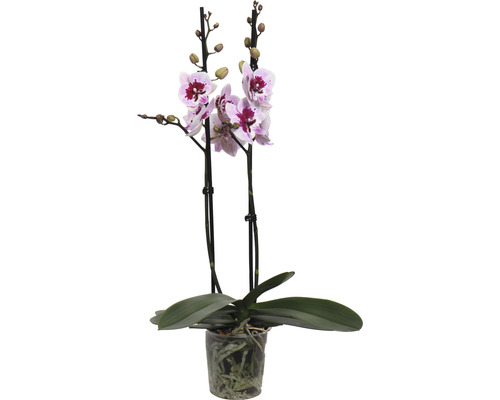 FLORASELF Orchidee Phalaenopsis Alladin 2 Tak potmaat Ø 12 cm H 50-60 cm-0