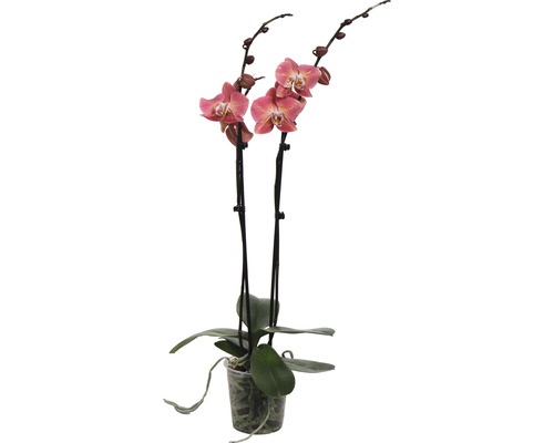FLORASELF Orchidee Phalaenopsis Dragon Heart 2 Tak potmaat Ø 12 cm H 50-60 cm
