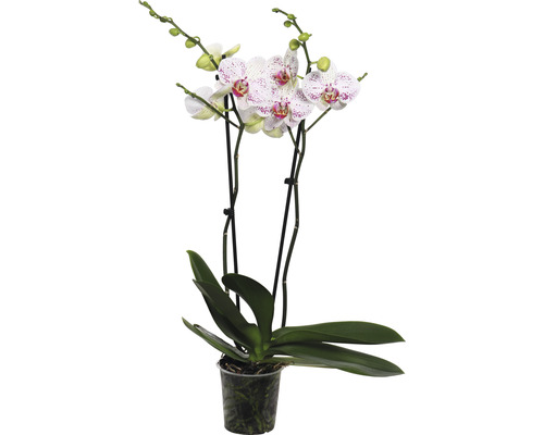 FLORASELF Orchidee Phalaenopsis Goya 2 Tak potmaat Ø 12 cm H 50-60 cm