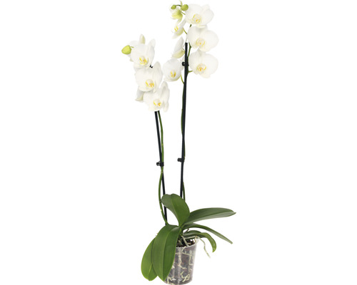 FLORASELF Orchidee Phalaenopsis Independence 2 Tak potmaat Ø 12 cm H 50-60 cm