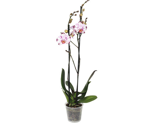 FLORASELF Orchidee Phalaenopsis Magic Art 2 Tak potmaat Ø 12 cm H 50-60 cm