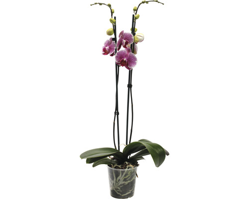 FLORASELF Orchidee Phalaenopsis Pandora 2 Tak potmaat Ø 12 cm H 50-60 cm