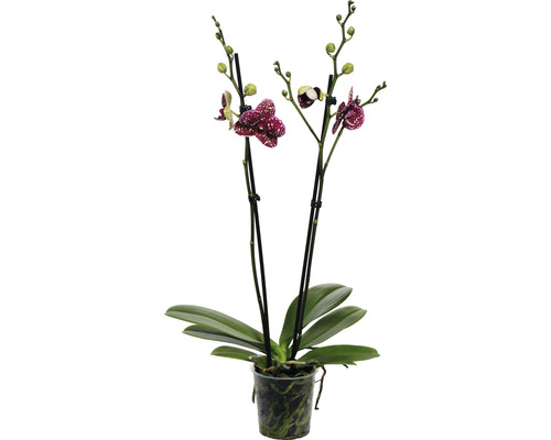 FLORASELF Orchidee Phalaenopsis Wildcat 2 Tak potmaat Ø 12 cm H 50-60 cm