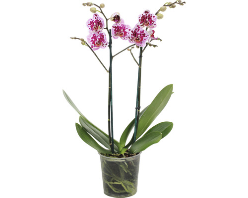 FLORASELF Orchidee Phalaenopsis Multi Rembrandt 2 Tak potmaat Ø 12 cm H 50-60 cm