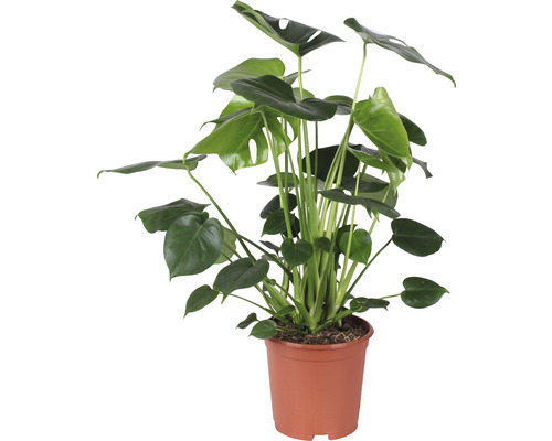 FLORASELF Gatenplant Monstera Delicioso potmaat Ø 21 cm H 85-100 cm