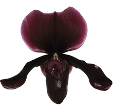 FLORASELF Orchidee Paphiopedlium Callosum potmaat Ø 9 cm H 30-35 cm-thumb-2