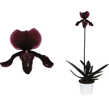 FLORASELF Orchidee Paphiopedlium Callosum potmaat Ø 9 cm H 30-35 cm-thumb-1