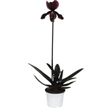 FLORASELF Orchidee Paphiopedlium Callosum potmaat Ø 9 cm H 30-35 cm-thumb-0