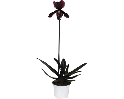 FLORASELF Orchidee Paphiopedlium Callosum potmaat Ø 9 cm H 30-35 cm-0