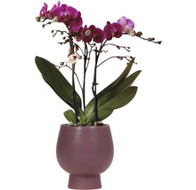 FLORASELF Vlinderorchidee Phaleanopsis purple potmaat Ø 11 cm H 30-35 cm in donker roze sierpot Ø 12 cm-thumb-0
