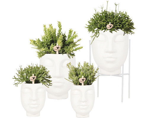 FLORASELF Complete plantenset Rhipsalis mix in vier Face-2-Face potten