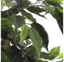 Kunstplant Ficus benjamina, hoogte 180-thumb-2