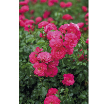 FLORASELF Stamroos Rosa 'Heidetraum' potmaat Ø 24 cm H 70-90 cm-thumb-0