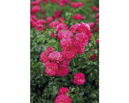 FLORASELF Stamroos Rosa 'Heidetraum' potmaat Ø 24 cm H 70-90 cm-0