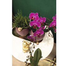 FLORASELF Vlinderorchidee Phaleanopsis purple potmaat Ø 11 cm H 30-35 cm in donker roze sierpot Ø 12 cm-thumb-2