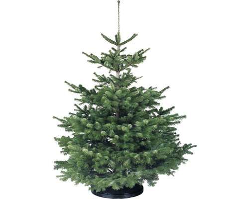 NORDMANN GOLD Kerstboom gezaagd 110-150 cm