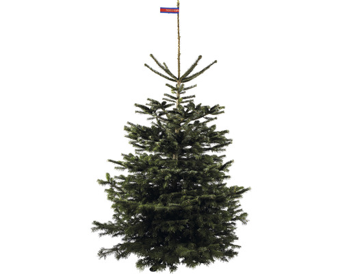NORDMANN GOLD Kerstboom gezaagd 200 - 230 cm