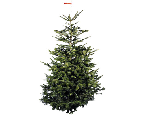 NORDMANN GOLD Kerstboom gezaagd 270-300 cm