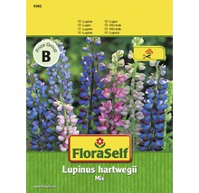 FLORASELF® Lupine mix Lupinus hartwegii bloemenzaden-thumb-0