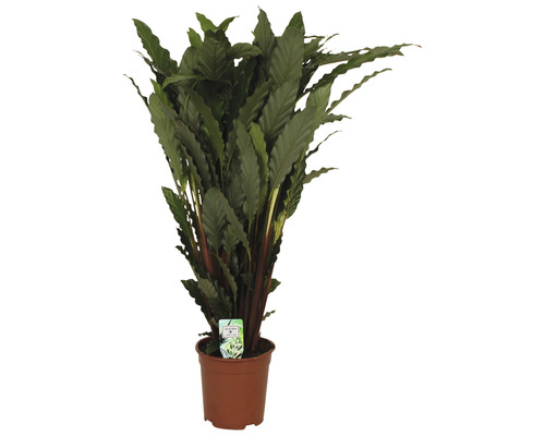 FLORASELF Pauwenplant Calathea tropistar potmaat Ø 21 cm H 105 cm