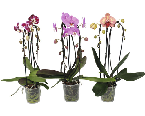 FLORASELF Vlinderorchidee Phalaenopsis Cascade Mix 2 Tak potmaat Ø 12 cm H 55-60 cm