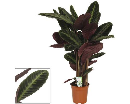 FLORASELF Pauwenplant Calathea warscwieczii potmaat Ø 21 cm H 110 cm