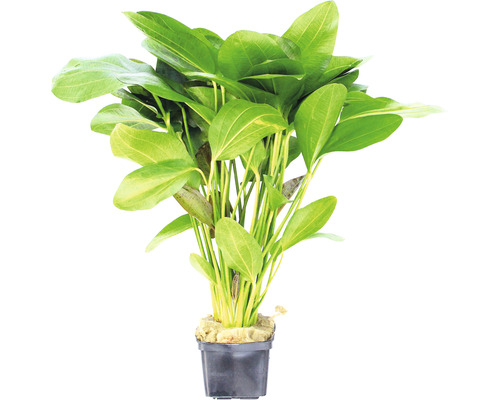 DENNERLE Waterplant - Echinodorus Ozelot, SP