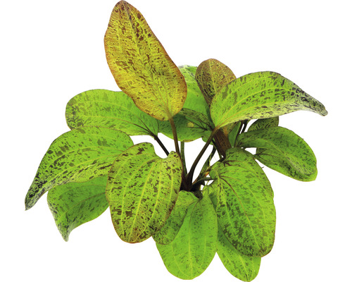 DENNERLE Waterplant - Echinodorus Ozelot
