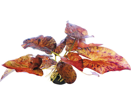 DENNERLE Rode tijgerlotus - Nymphaea Lotus Rood
