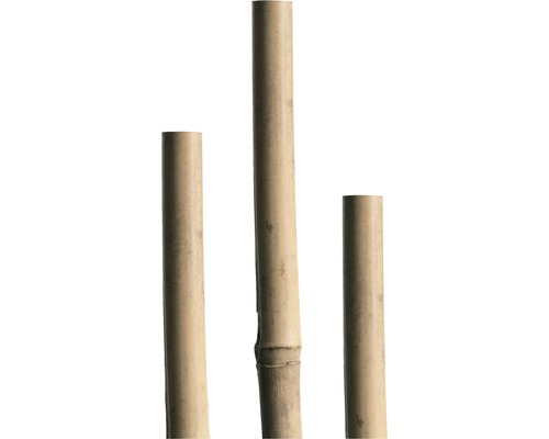 Naar boven Op en neer gaan optellen Bamboestok 240 cm kopen! | HORNBACH
